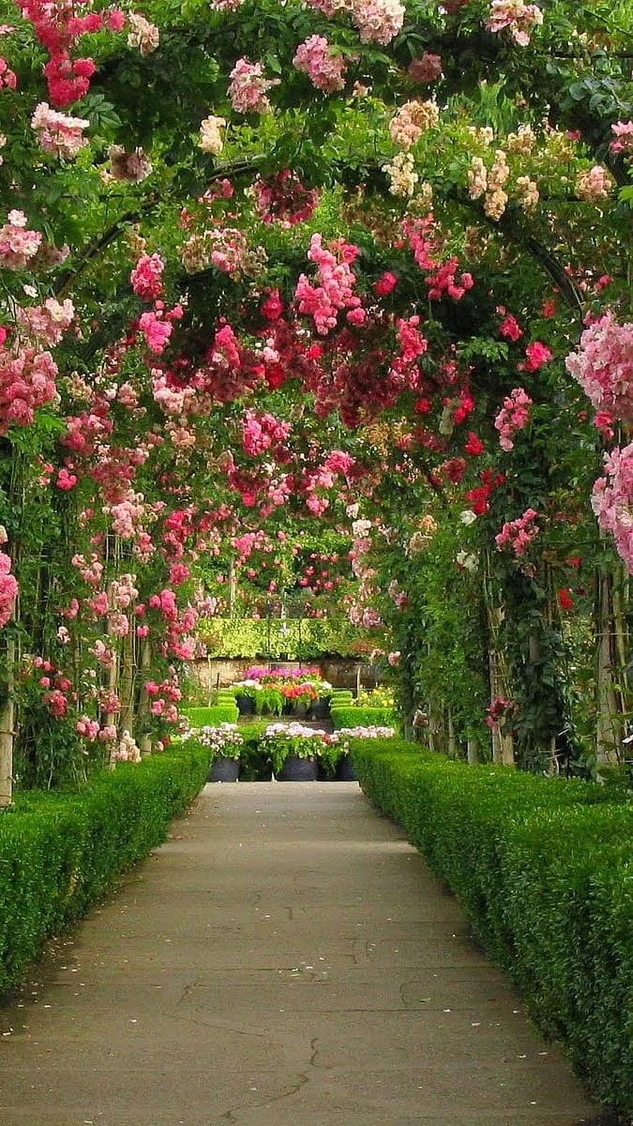 Romantic Rose Tunnel Garden Pathway With Pink And Red Climbing Flowers, Beautiful Flowers Roses, Flower Garden, Nature HD phone wallpaper