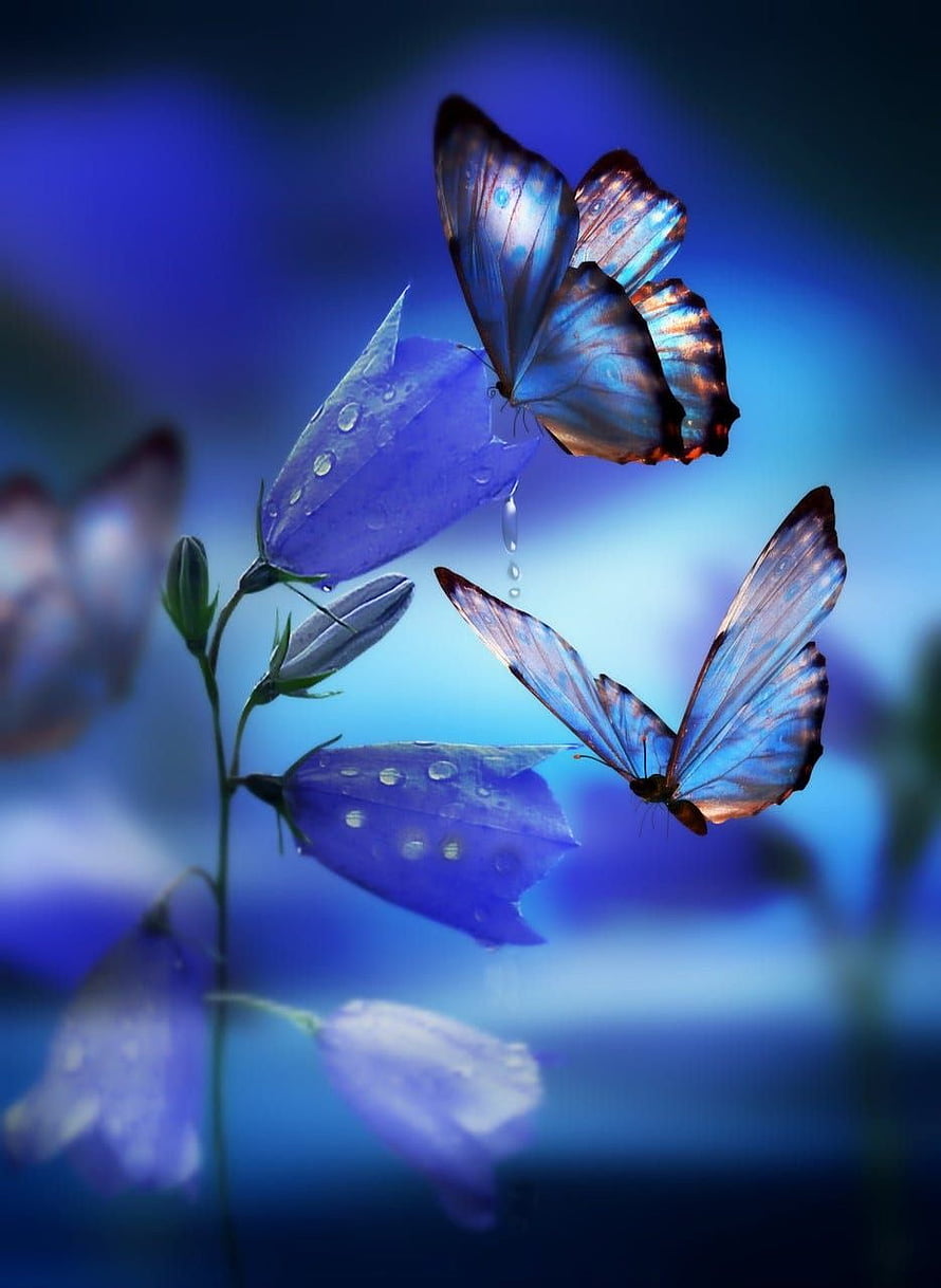 Iridescent Blue Butterflies Perched on Dewy Bell Flowers in a Dreamy Garden HD phone wallpaper