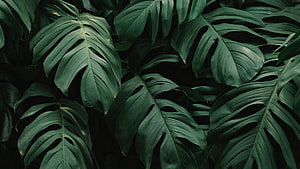 Dark Monstera Leaves Jungle Foliage Pattern HD wallpaper