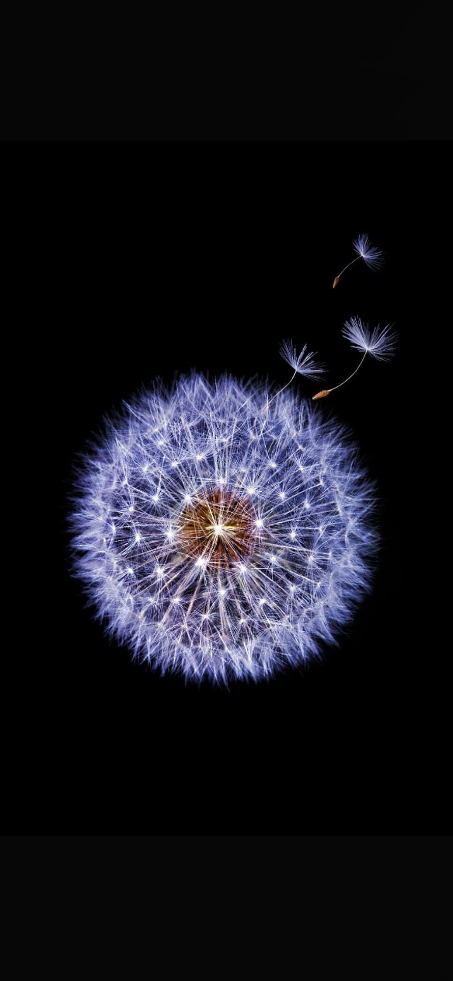 Glowing Dandelion Seed Head with Drifting Seeds on Black Background HD phone wallpaper