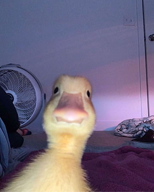 Funny Close-Up Photo of a Yellow Duckling Looking Directly at Camera HD phone wallpaper