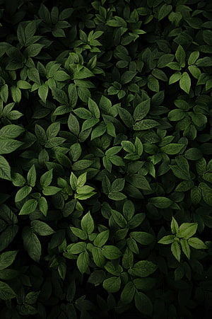 Dark Green Leafy Forest Floor Texture Background HD phone wallpaper