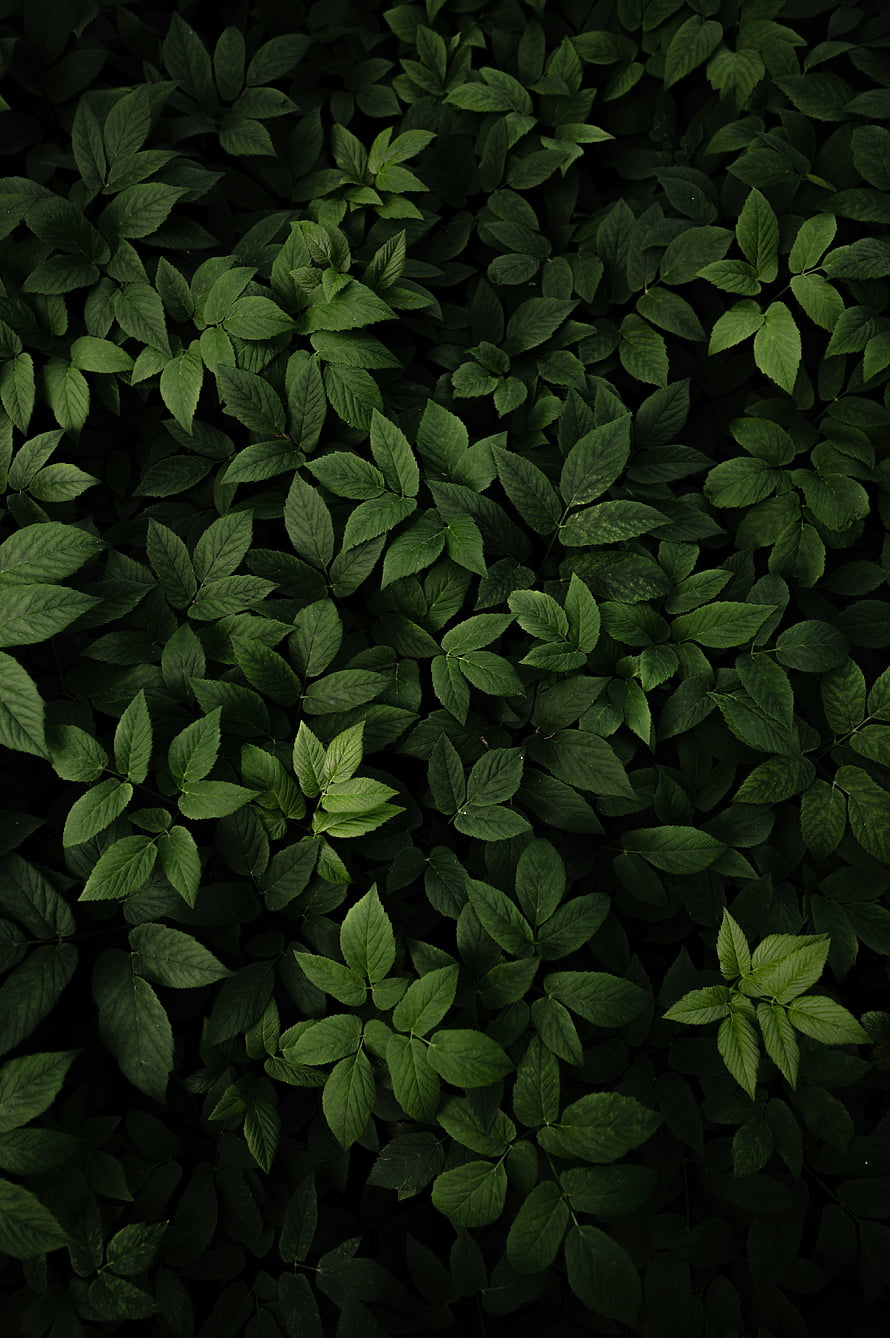Dark Green Leafy Forest Floor Texture Background HD phone wallpaper
