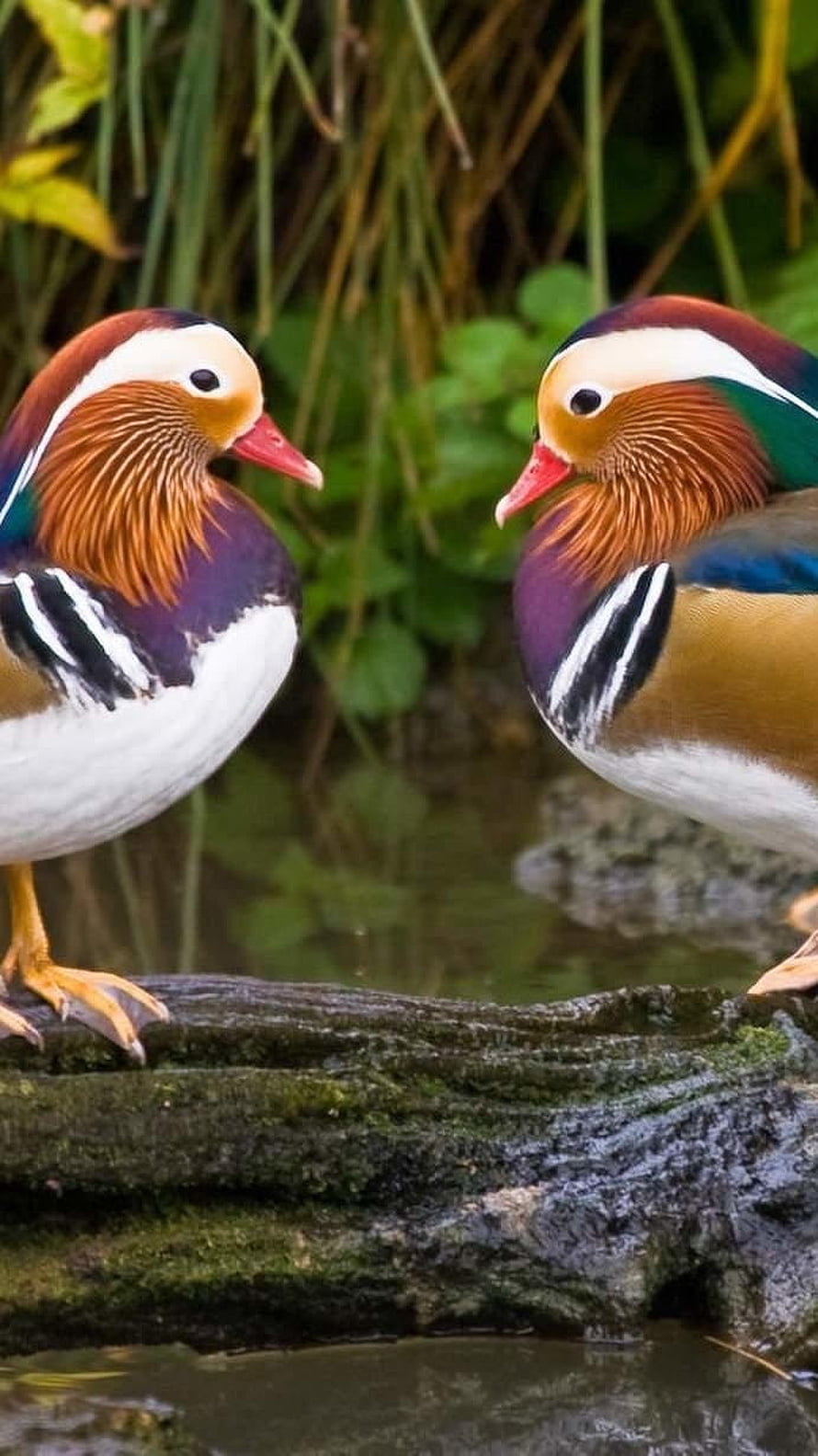Two Mandarin Ducks Facing Each Other on a Mossy Log by a Pond HD phone wallpaper