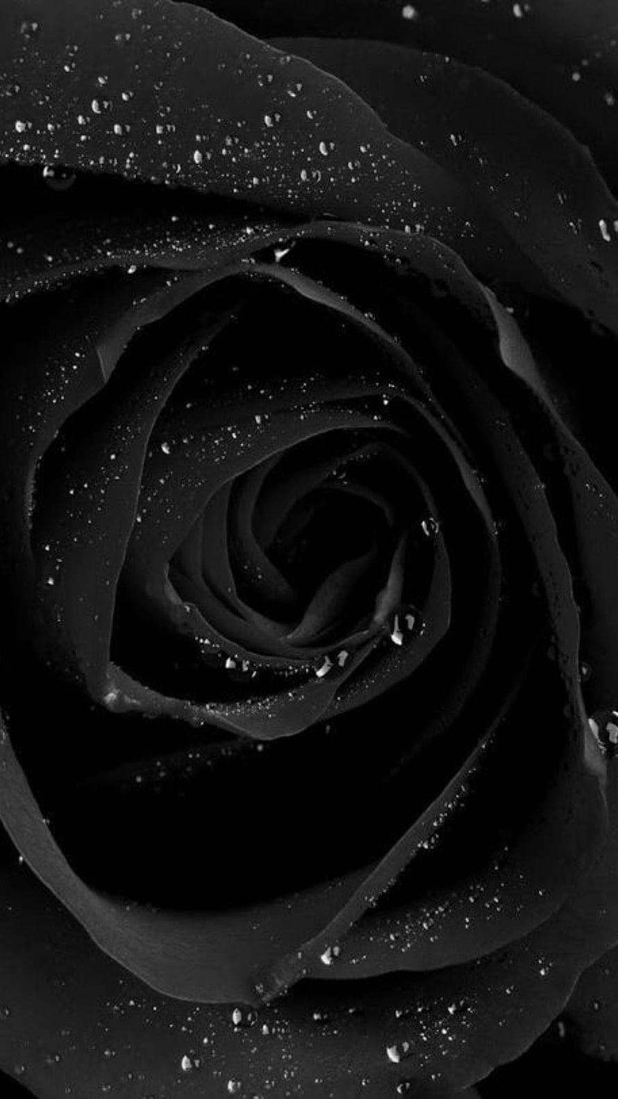 Moody Black Rose Macro with Dew Drops and Dark Petals HD phone wallpaper