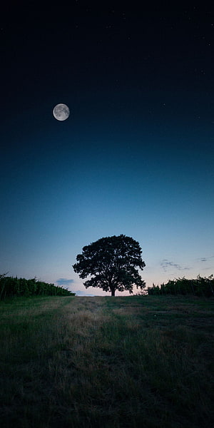 Solitary Tree Silhouette Under Full Moon And Starry Night Sky HD phone wallpaper