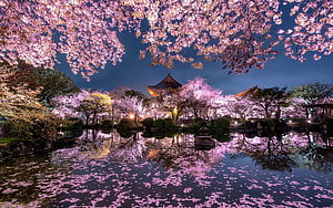 Nighttime Japanese Garden with Illuminated Cherry Blossoms and Temple Reflection HD wallpaper