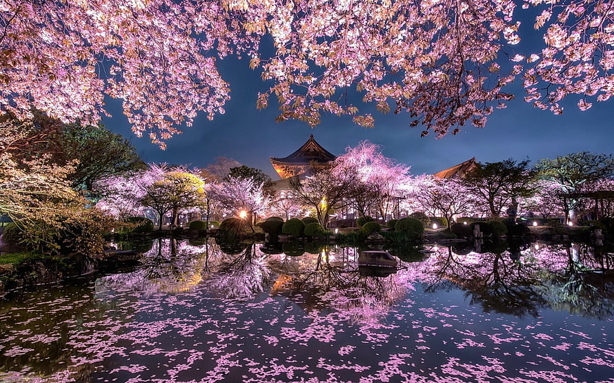 Nighttime Japanese Garden with Illuminated Cherry Blossoms and Temple Reflection HD wallpaper