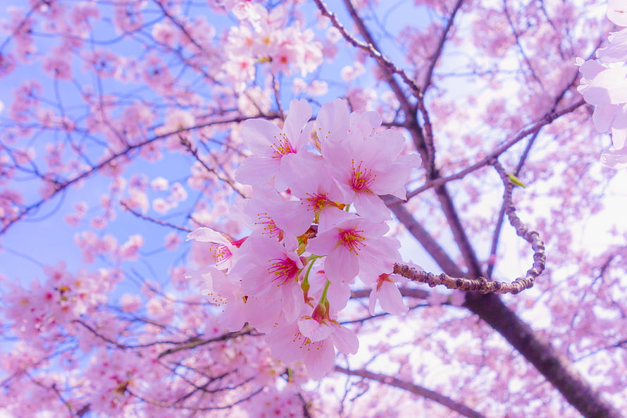 Pink Cherry Blossoms Blooming on Branches Against a Clear Blue Sky HD wallpaper