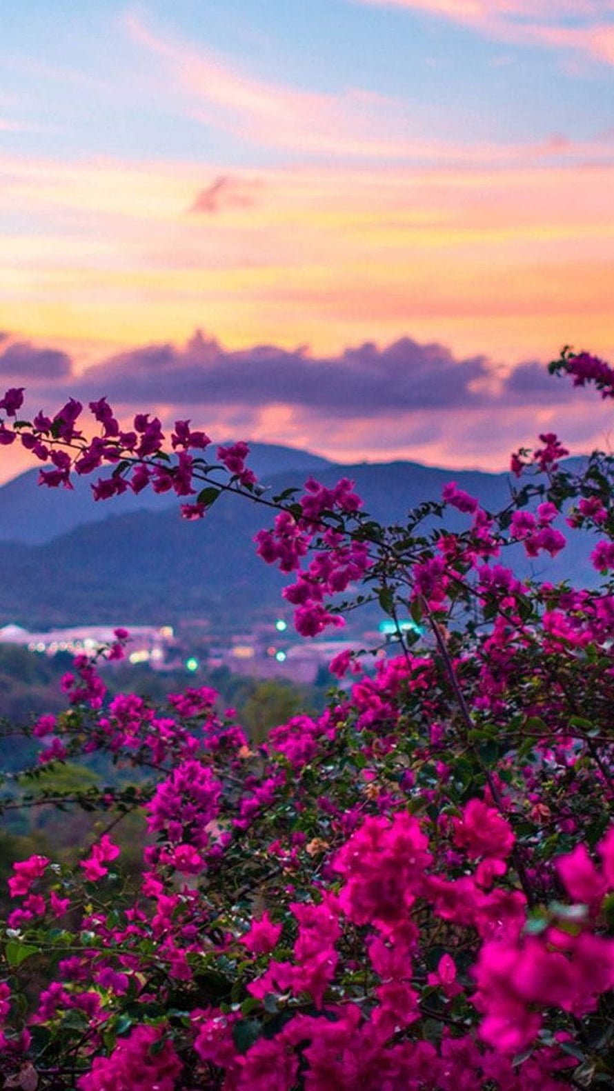 Vibrant Pink Bougainvillea Blooms Against a Colorful Sunset Sky and Distant Mountains HD phone wallpaper