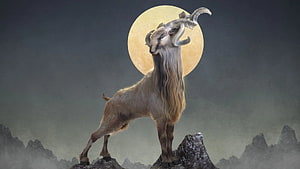 Majestic Markhor Standing on Rocky Peak with Full Moon Behind HD wallpaper