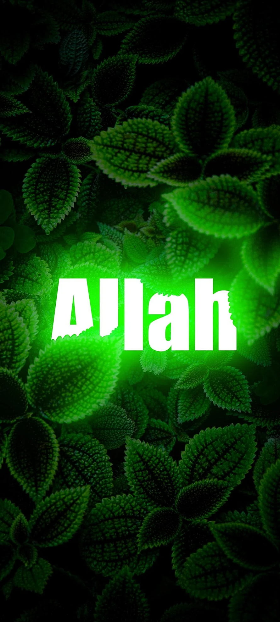 Allah Text Overlay on Vibrant Green Leaves Background HD phone wallpaper