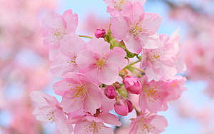 Delicate Pink Cherry Blossoms in Full Bloom Against a Soft Blue Sky HD wallpaper