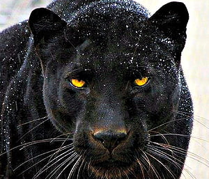 Close-up portrait of a black panther with intense golden eyes and wet fur HD wallpaper