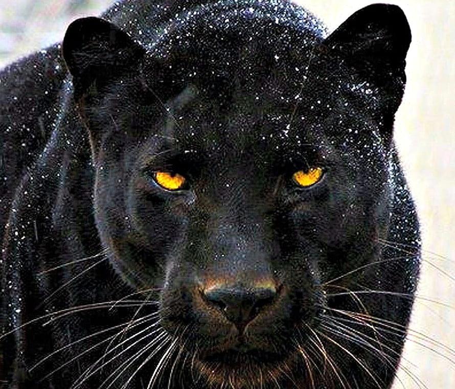 Close-up portrait of a black panther with intense golden eyes and wet fur HD wallpaper
