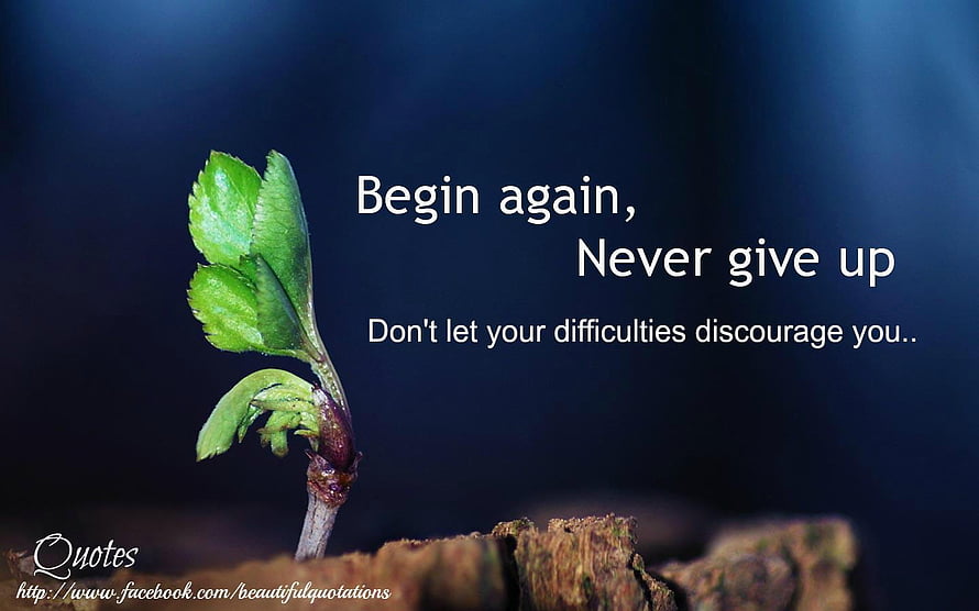 Resilient Green Sprout Emerging from Bark Against Dark Blue Background HD wallpaper