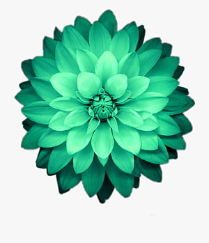 Vibrant Green Dahlia Flower with Layered Petals on White Background HD phone wallpaper