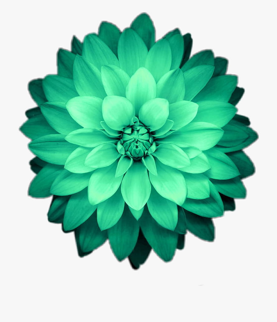 Vibrant Green Dahlia Flower with Layered Petals on White Background HD phone wallpaper