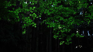 Vibrant Green Japanese Maple Leaves Hanging Against a Dark Forest Background HD wallpaper