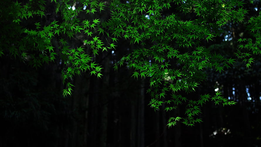 Vibrant Green Japanese Maple Leaves Hanging Against a Dark Forest Background HD wallpaper