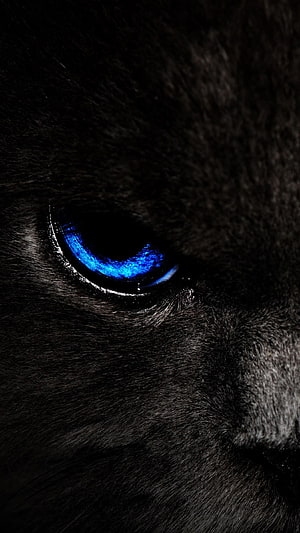 Close-up of a black cat's glowing blue eye in deep shadow HD phone wallpaper