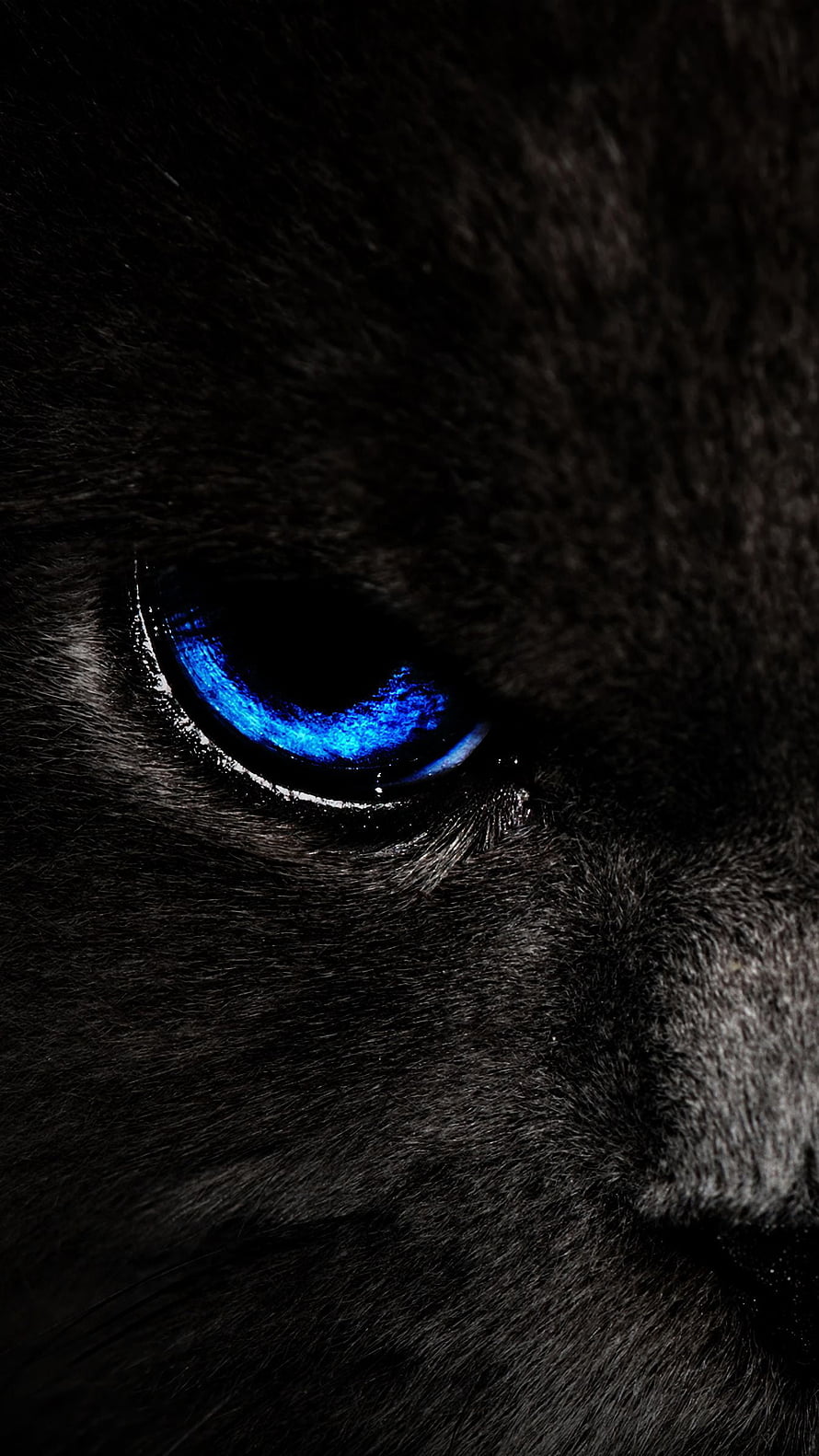 Close-up of a black cat's glowing blue eye in deep shadow HD phone wallpaper