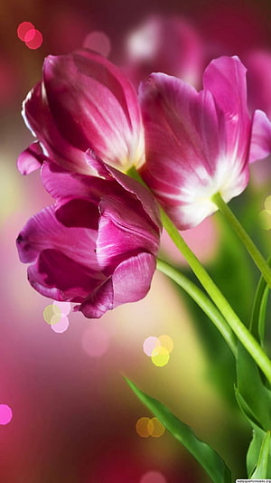 Vibrant Pink Tulip Blooms with Soft Bokeh Background HD phone wallpaper