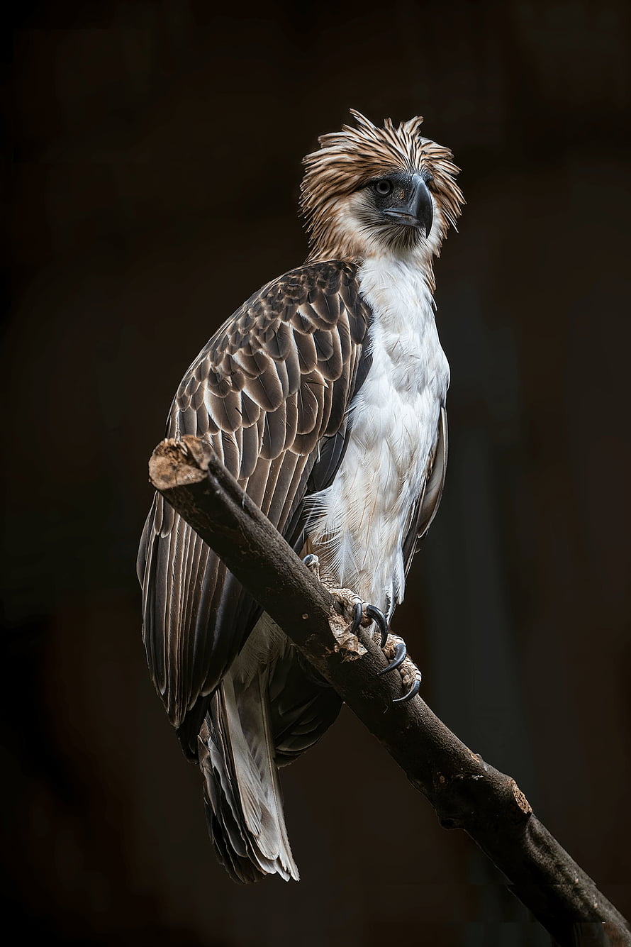 Majestic Philippine Eagle Perched on a Branch with Dramatic Dark Background HD phone wallpaper