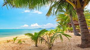 Tropical Beach Landscape With Palm Trees, Sandy Shore, and Turquoise Ocean Under a Blue Sky HD wallpaper