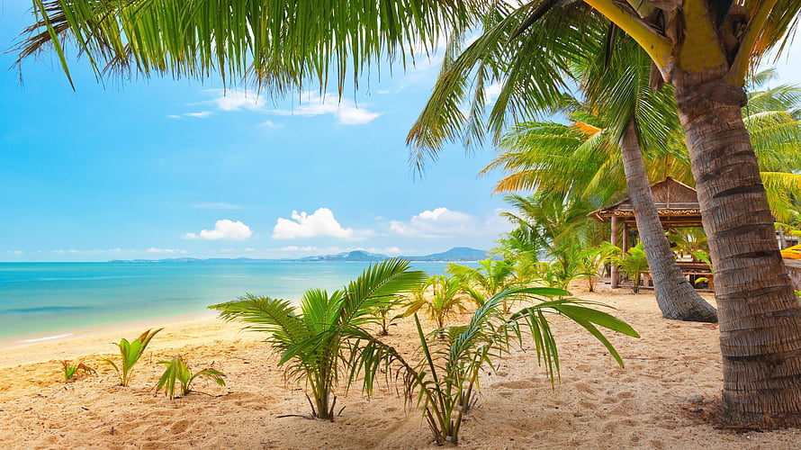 Tropical Beach Landscape With Palm Trees, Sandy Shore, and Turquoise Ocean Under a Blue Sky HD wallpaper
