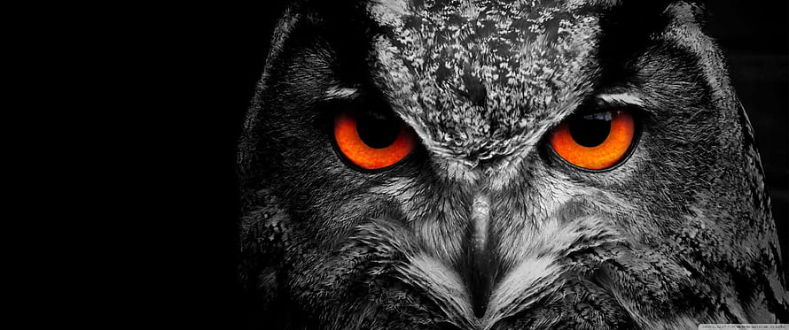 Intense Close-Up of an Owl with Glowing Orange Eyes Against a Dark Background HD wallpaper