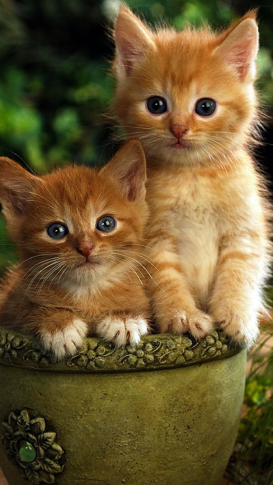 Two Adorable Ginger Kittens with Blue Eyes Sitting in a Decorative Green Pot HD phone wallpaper
