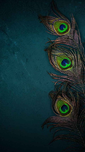 Elegant Peacock Feathers on Dark Teal Background HD phone wallpaper