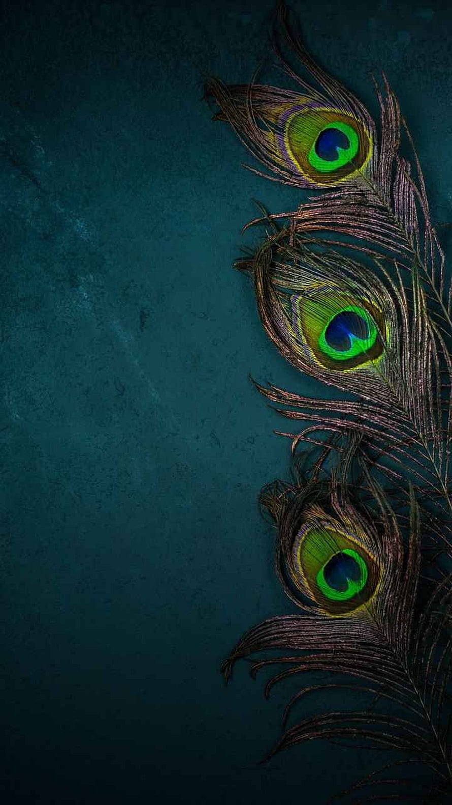 Elegant Peacock Feathers on Dark Teal Background HD phone wallpaper