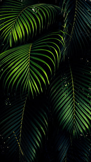 Dark Green Palm Leaves With Dramatic Lighting And Deep Shadows HD phone wallpaper