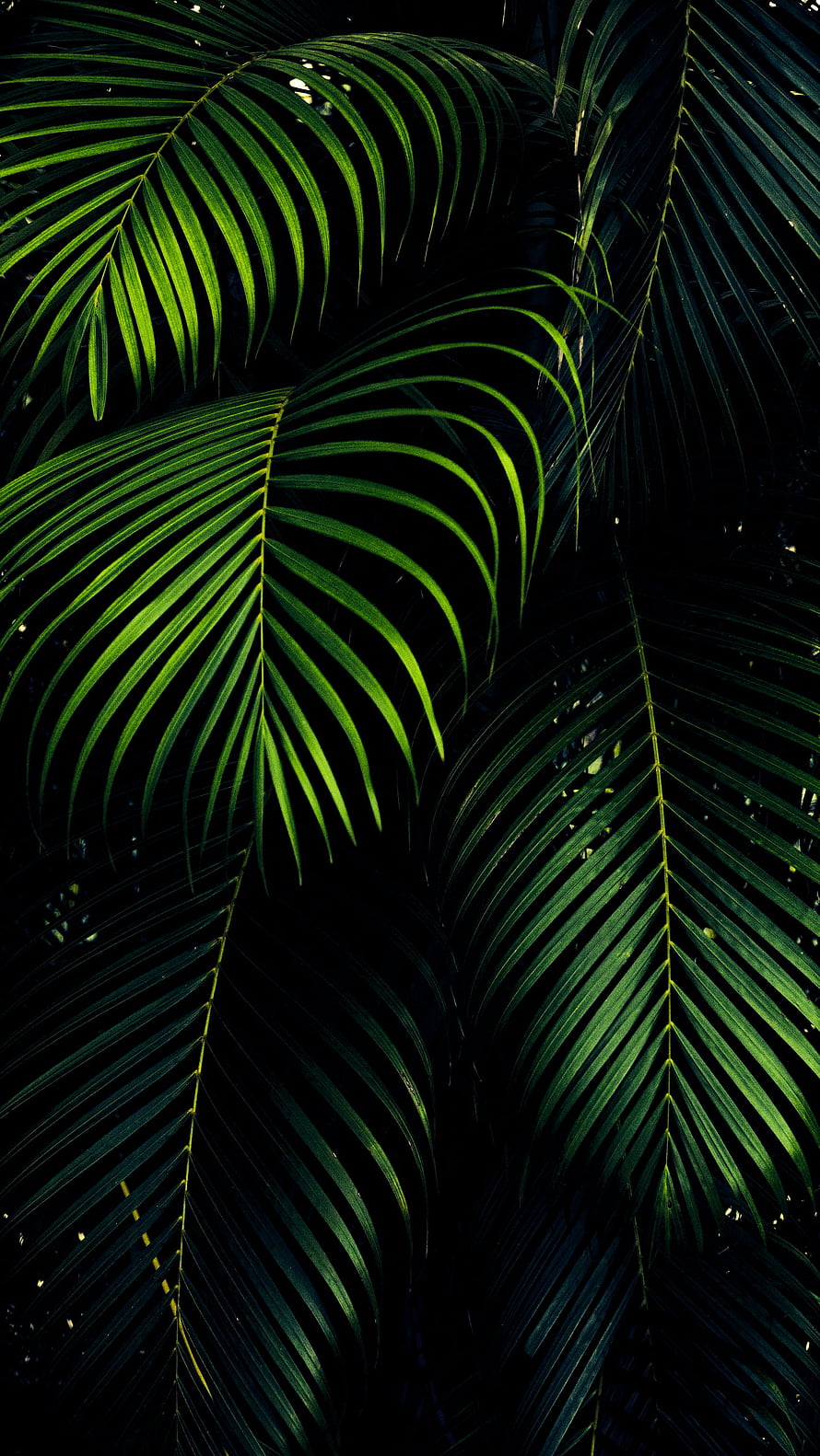 Dark Green Palm Leaves With Dramatic Lighting And Deep Shadows HD phone wallpaper