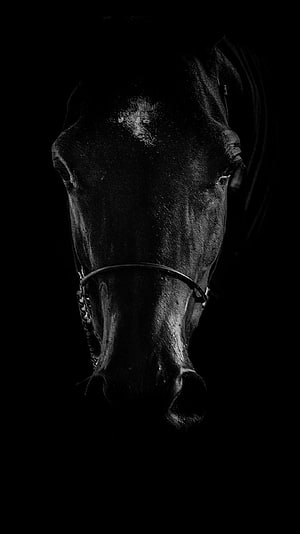 Dramatic Black and White Portrait of a Black Horse Head in Low Light HD phone wallpaper