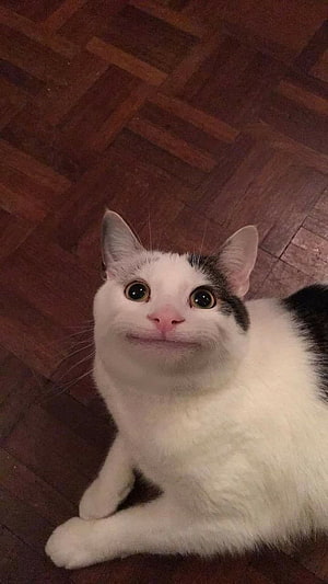 Funny White and Black Cat with Surprised Expression on Wooden Floor HD phone wallpaper