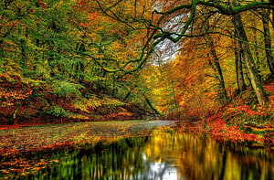Serene Autumn Forest Stream with Vibrant Orange and Yellow Foliage Reflections HD wallpaper