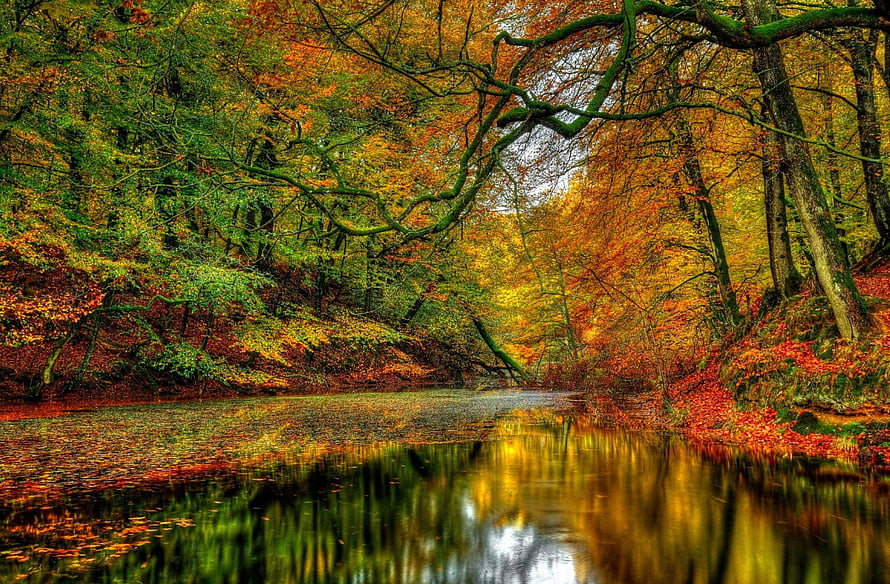 Serene Autumn Forest Stream with Vibrant Orange and Yellow Foliage Reflections HD wallpaper