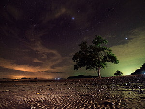 Lone Tree on Sandy Beach Under Starry Night Sky with Distant Lights HD wallpaper