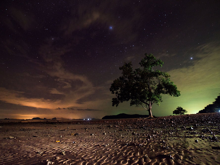 Lone Tree on Sandy Beach Under Starry Night Sky with Distant Lights HD wallpaper