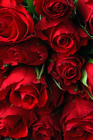 Vibrant Close-Up of Deep Red Roses with Lush Green Leaves HD phone wallpaper