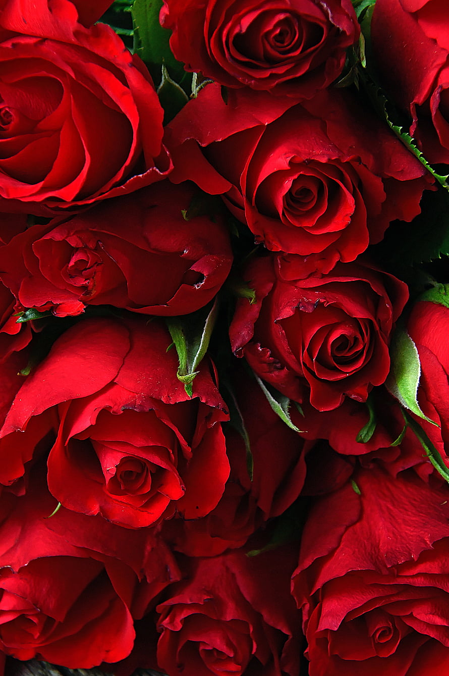 Vibrant Close-Up of Deep Red Roses with Lush Green Leaves HD phone wallpaper