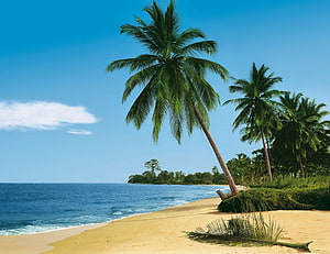 Tropical Beach With Leaning Palm Trees And Blue Ocean HD wallpaper