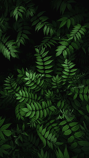 Dark Green Fern Leaves on Black Background Nature Pattern HD phone wallpaper