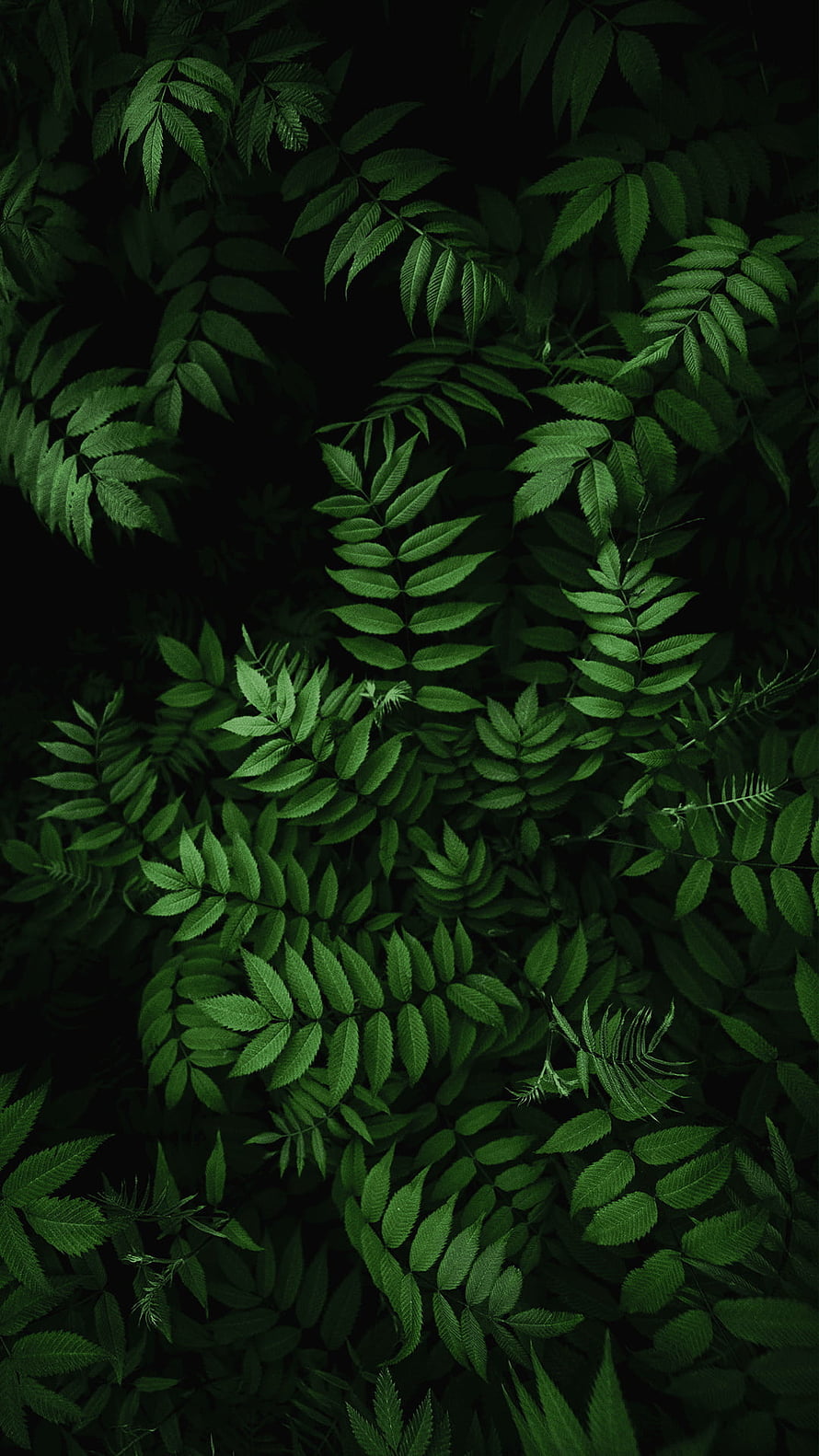 Dark Green Fern Leaves on Black Background Nature Pattern HD phone wallpaper