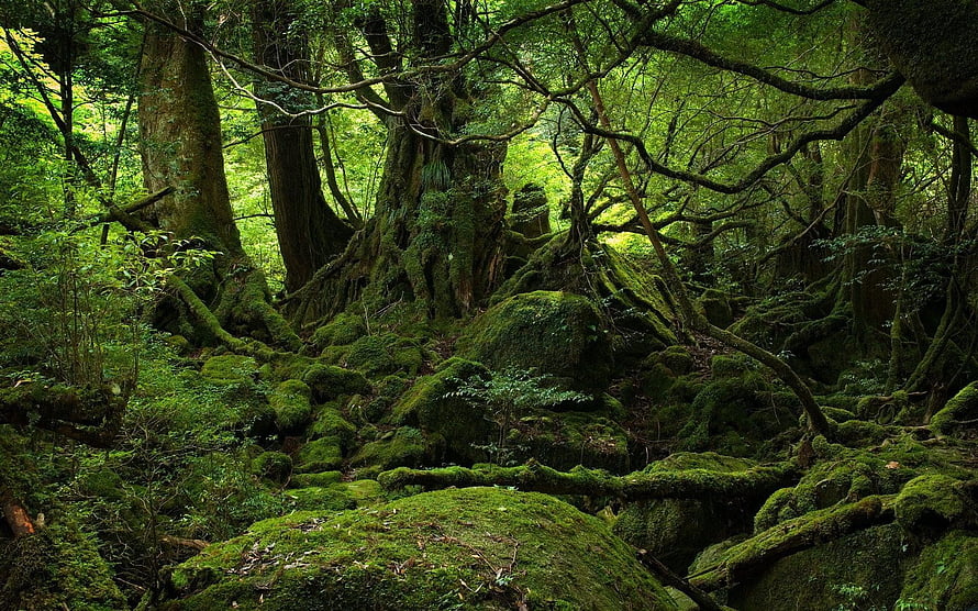 Ancient Moss-Covered Forest Floor With Twisted Roots And Dense Green Canopy HD wallpaper