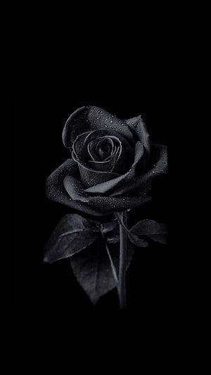 Dark Black Rose With Water Droplets On Black Background HD phone wallpaper