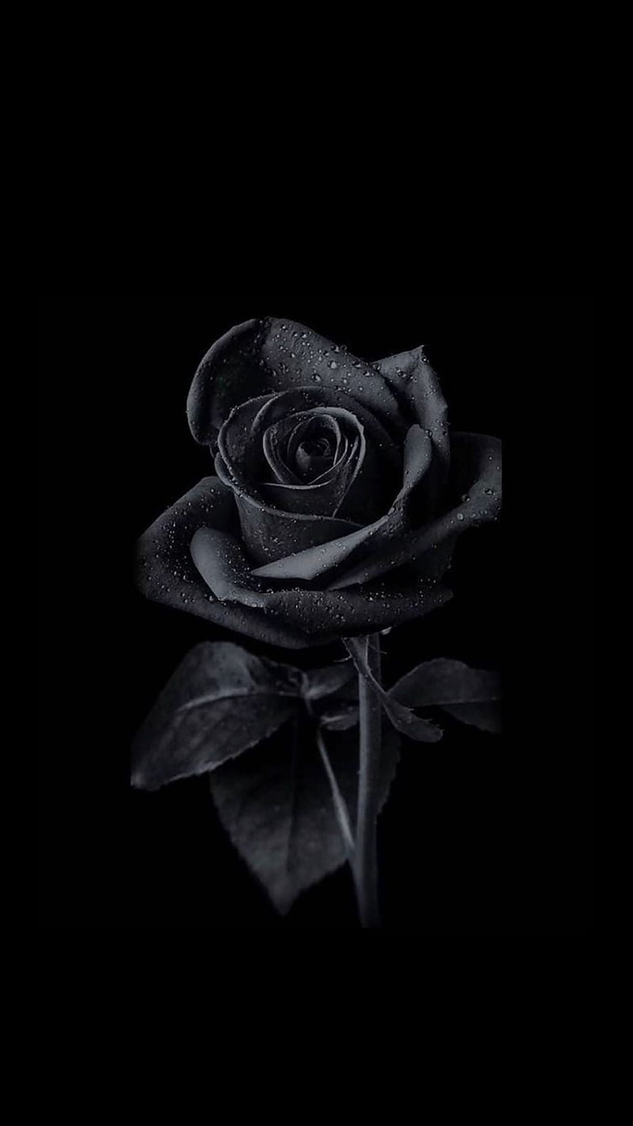 Dark Black Rose With Water Droplets On Black Background HD phone wallpaper